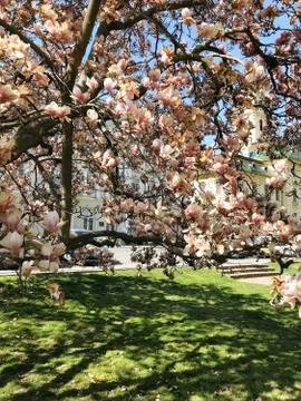 Urban spring landscape. Stock Photos