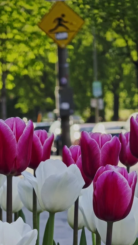 Urban Spring Tulips with Soft Traffic and Pedestrian Sign Behind 스톡 동영상 337016261