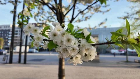Urban Springtime, White Cherry Blossoms Close Up Stock Footage 273857290