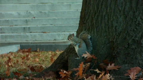Urban Squirrel Stock Footage 42565465