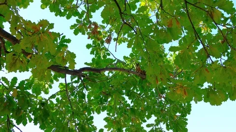 Urban squirrel jumps on the branches of an oak tree in the park on a sunny day. Stock Footage 117290377