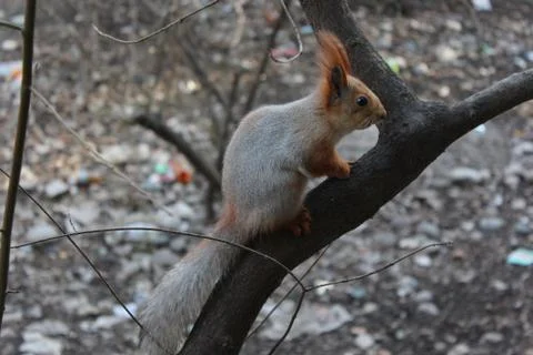 Urban squirrel. Stock Photos