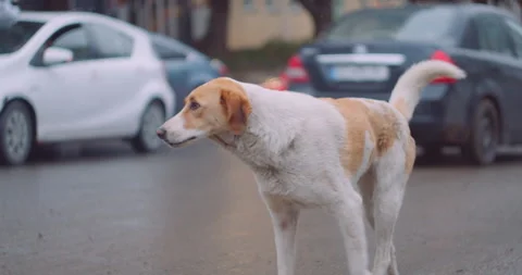 Urban stray dog Stock Footage 255195575