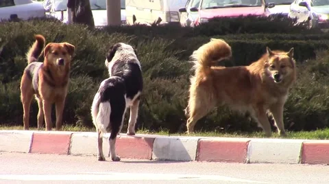 Urban stray dogs Video stock 47474187