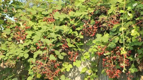 Urban Summer Berries Stock Footage 8920243