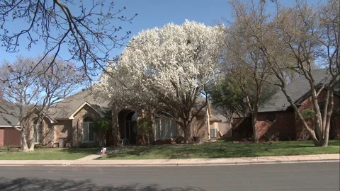 Urban tree metamorphoses from spring white blossom to summer green, 4K. Stock Footage 241544797