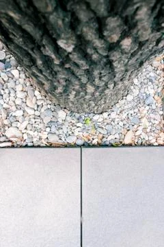 Urban tree Stock Photos