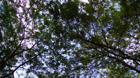 Urban Tree Sky Building Stock Footage 165443963