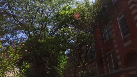 Urban Trees Vídeos de archivo 110815511