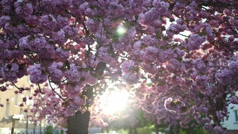 Urban trees improve quality of life Stock Footage 334048394