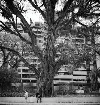 Urban Trees Stock Photos