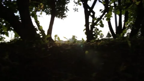 Urban vegetation Stock Footage 136040573