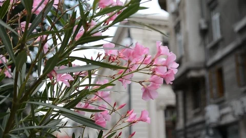 Urban View Видео 91525586