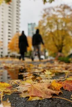Urban Wet Autumn Walk Stock Photos