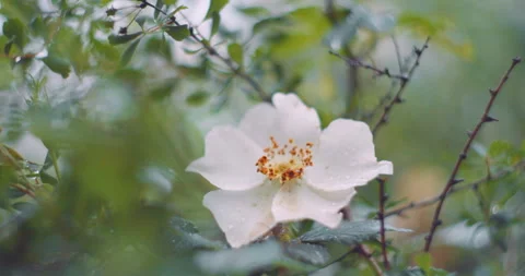 Urban white flower Stock Footage 255195778