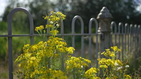 Urban Wild Flowers Growing Alongside Park Railings on Sunny Day Stock Footage 281551949