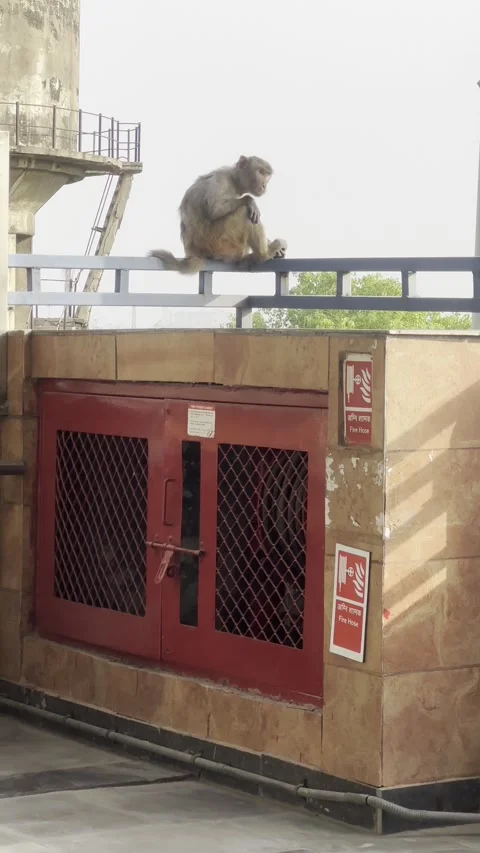 Urban Wildlife: Monkey on the Wall Stock Footage 278200517