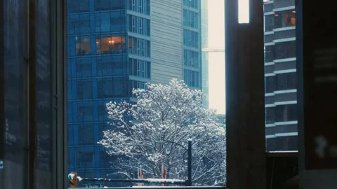 Urban Winter Featuring a Snow Covered Tree Alongside Modern Buildings in a City Stock Footage 296283832