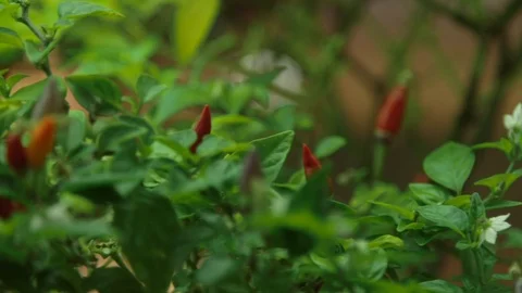 Urban_Farming_chilli_peppers Stock Footage 97890394