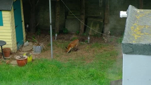 UrbanFoxInGardenFromWindow Stock Footage 293353004