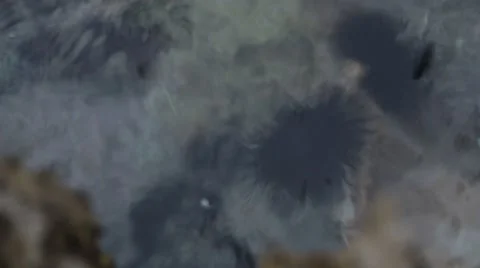 Urchin on the rock 스톡 동영상 42566835