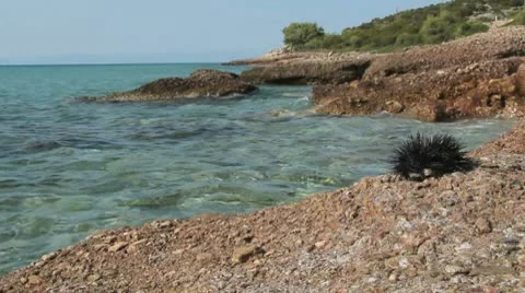 Urchin by the sea Stock-Footage 8917201