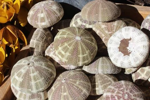 Urchins in a basket Foto stock