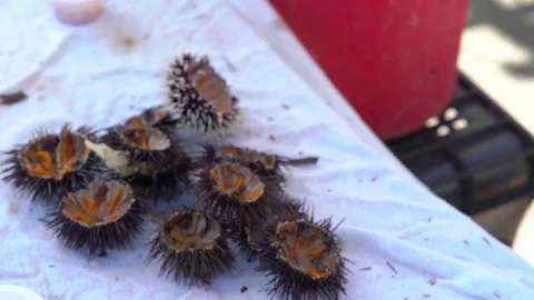Urchins Stock Footage 82072400