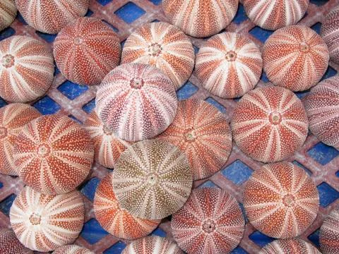URCHINS Stock Photos