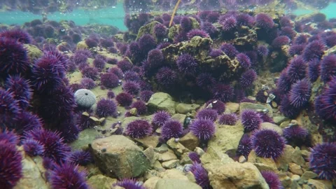 Urchins in tide pool underwater Stock Footage 285793009