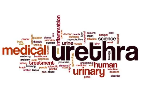 Urethra word cloud concept Stock Illustration