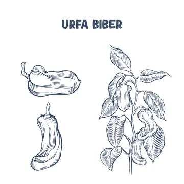 Urfa biber pepper vector illustration Stock Illustration