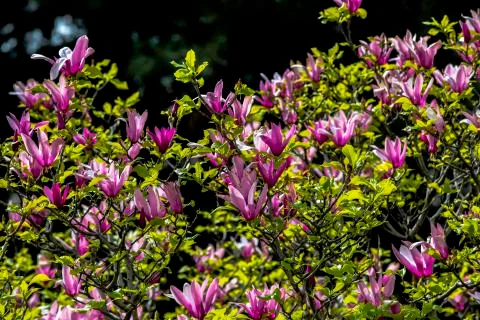Urginea maritima flover Stock Photos