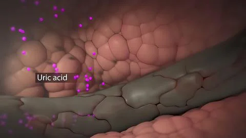 Uric acid secretion in the kidneys Stock Illustration