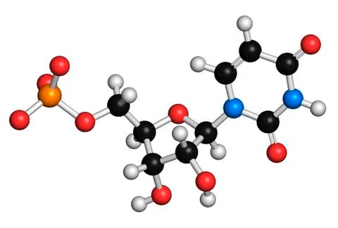 Uridine monophosphate nucleotide molecule Stock Illustration