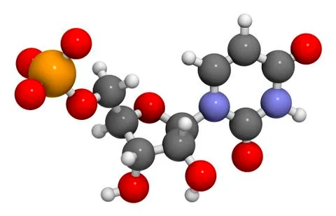 Uridine monophosphate nucleotide molecule Stock Illustration