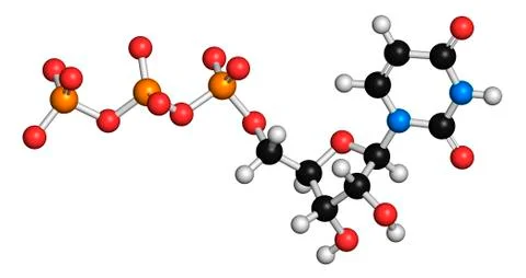 Uridine triphosphate nucleotide molecule Stock Illustration