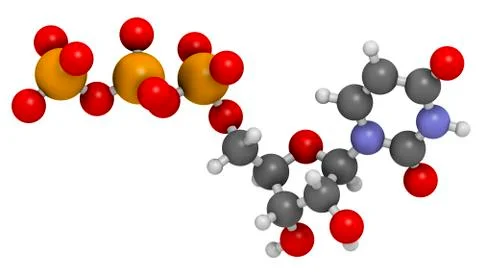 Uridine triphosphate nucleotide molecule Stock Illustration