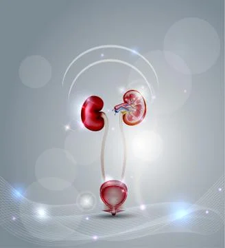 Urinary bladder and kidneys Illustrazione stock