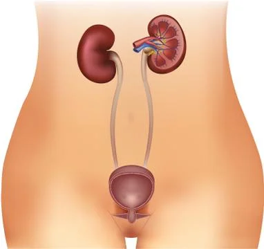 Urinary bladder and kidneys illustration Ilustração Stock