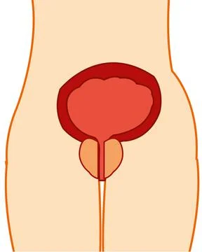 Urinary bladder and postate gland in tele person Stock Illustration