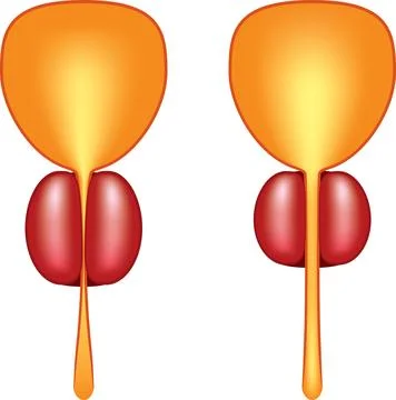 Urinary Bladder Diagram Stock Illustration
