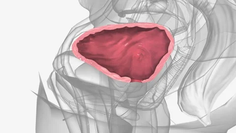 Bladder Injury Stock Videos – Royalty-Free HD & 4K Videos