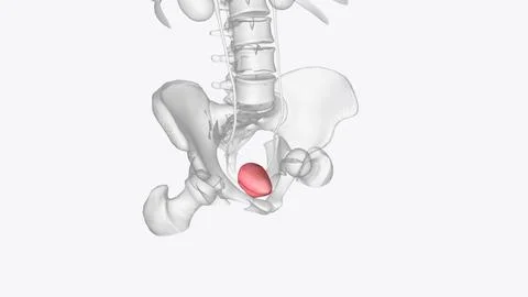 The urinary bladder is a hollow, spherical-shaped organ that holds urine Stock Illustration