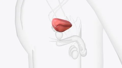 The urinary bladder is a hollow, spherical-shaped organ that holds urine Stock Illustration