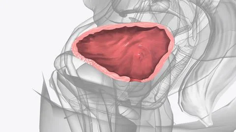 The urinary bladder is a hollow, spherical-shaped organ that holds urine Stock Illustration
