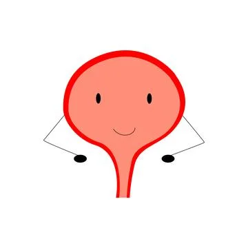 Urinary bladder human internal organ anatomy healthcare medical concept flat  Stock Illustration