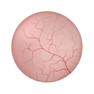 Urinary bladder interior lining closeup illustration Stock Illustration