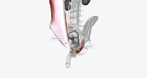 The urinary bladder is surrounded by the muscles that make up the abdominal w Illustrazione stock