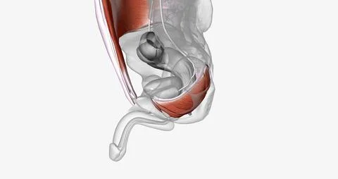The urinary bladder is surrounded by the muscles that make up the abdominal w Stock Illustration